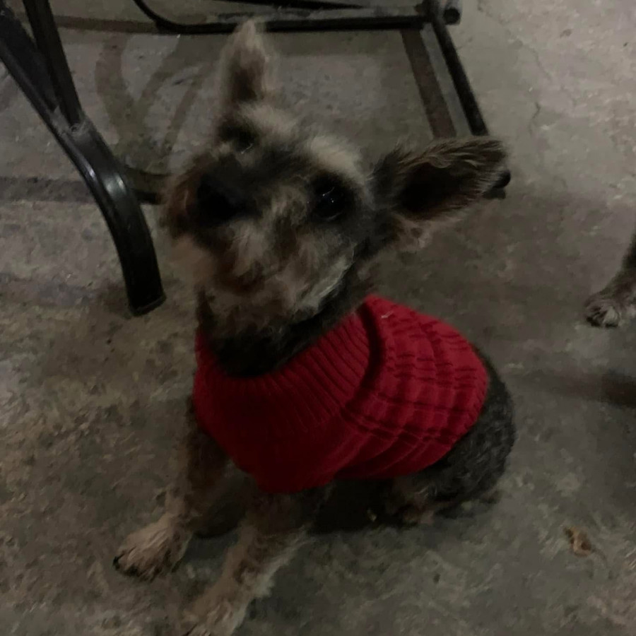 KIA | Raza Schnauzer Miniatura  | Perdida