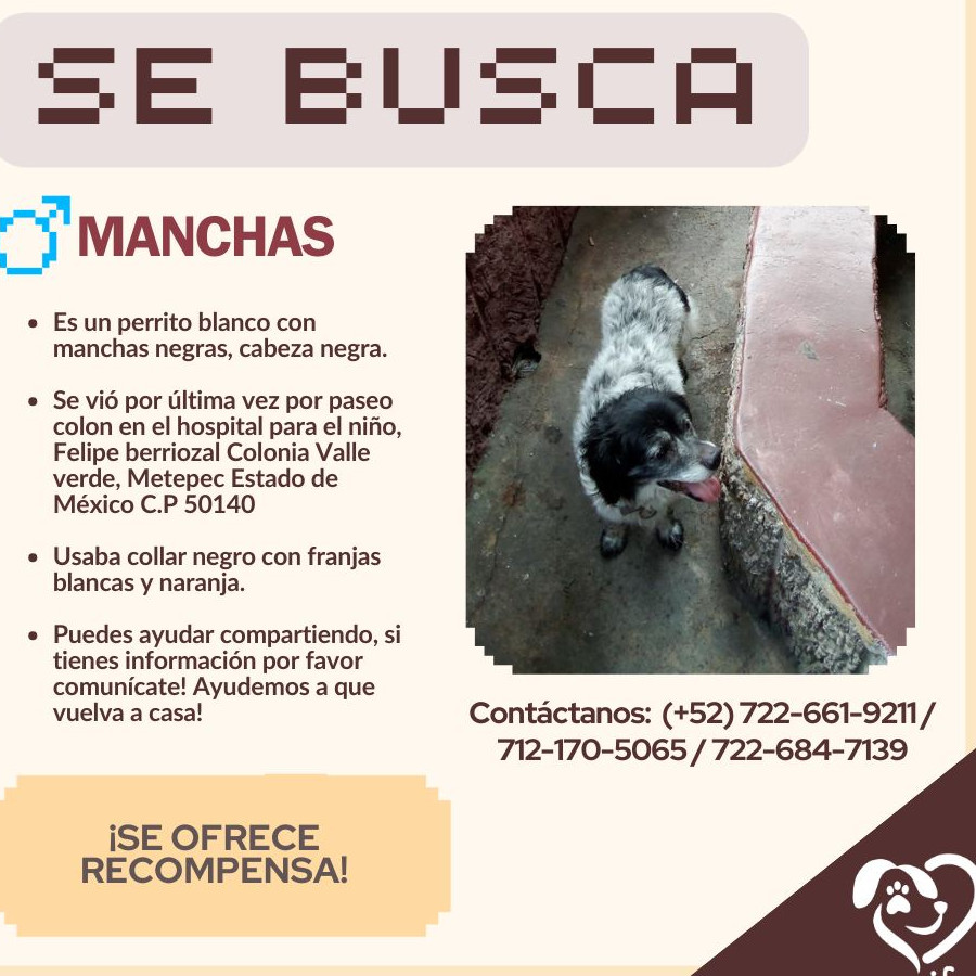 MANCHAS | Raza Mestizo | Perdido