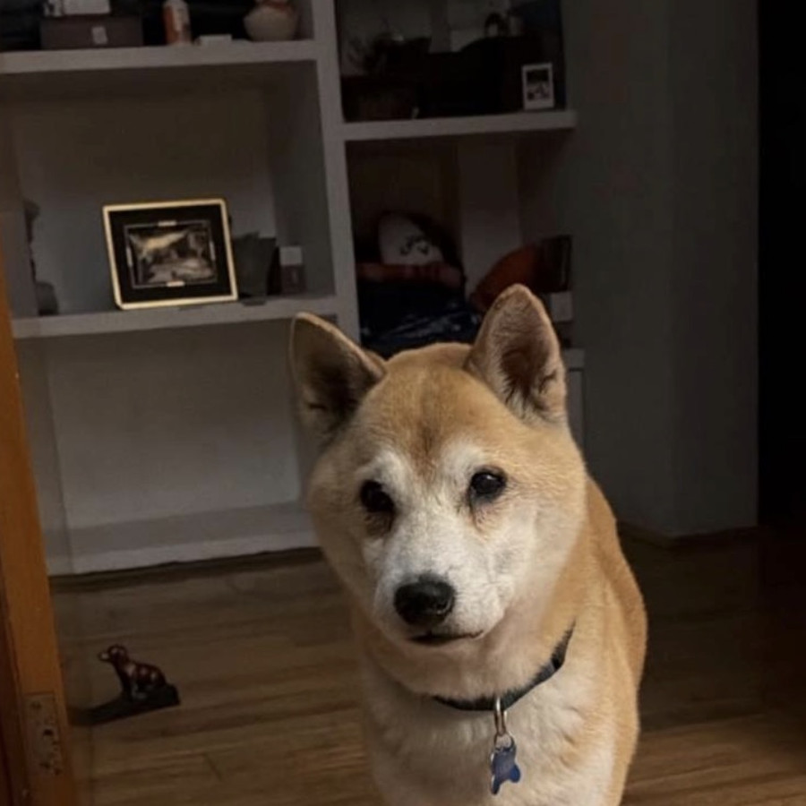 RAMBO | Raza Shiba Inú | Final Feliz