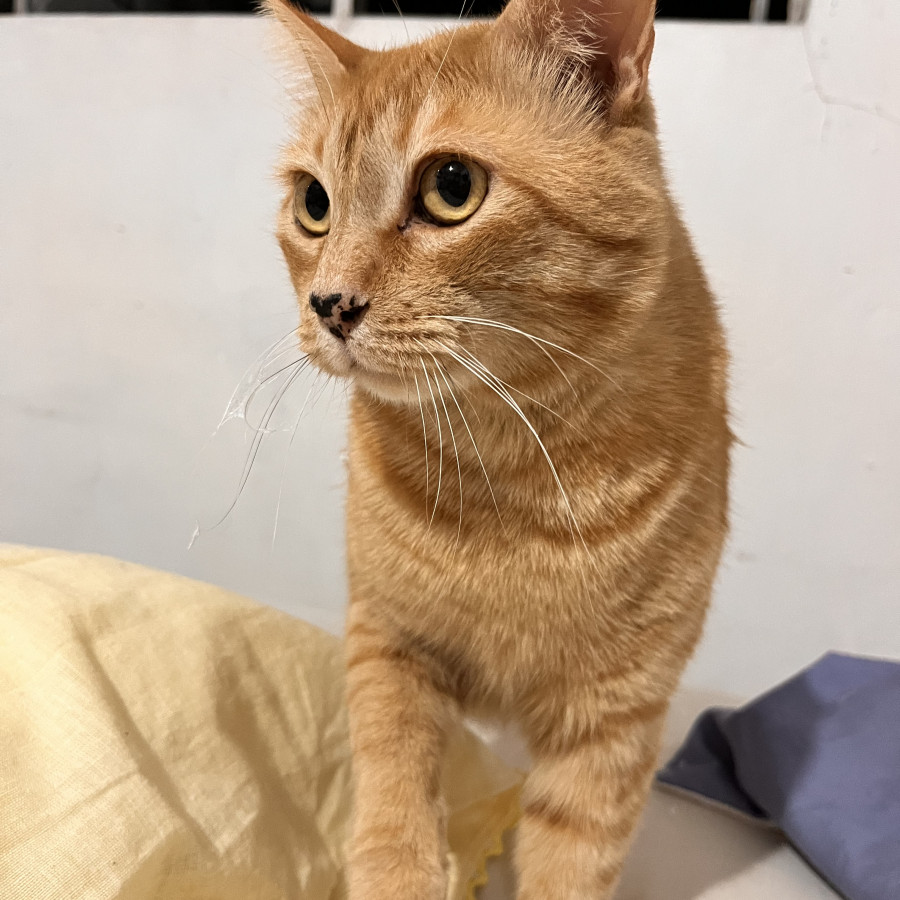 LEO | Raza Doméstico Américano de Pelo Corto | Perdido
