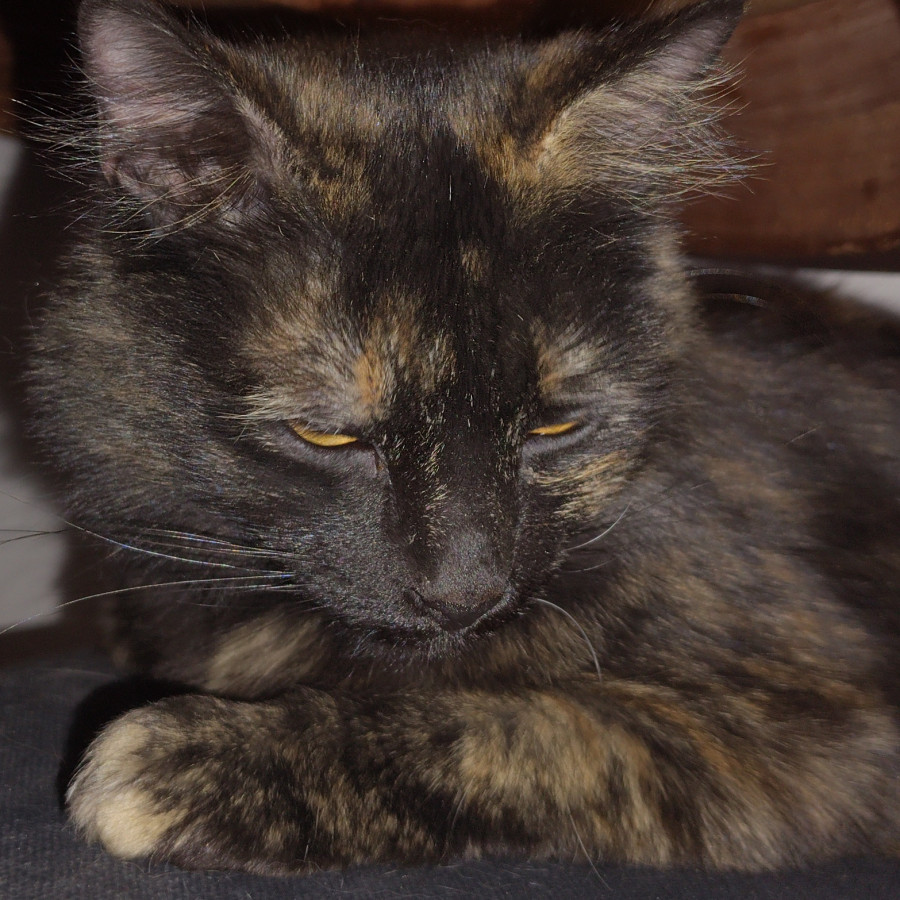  | Raza Calicó carey de Pelo largo | Encontrada