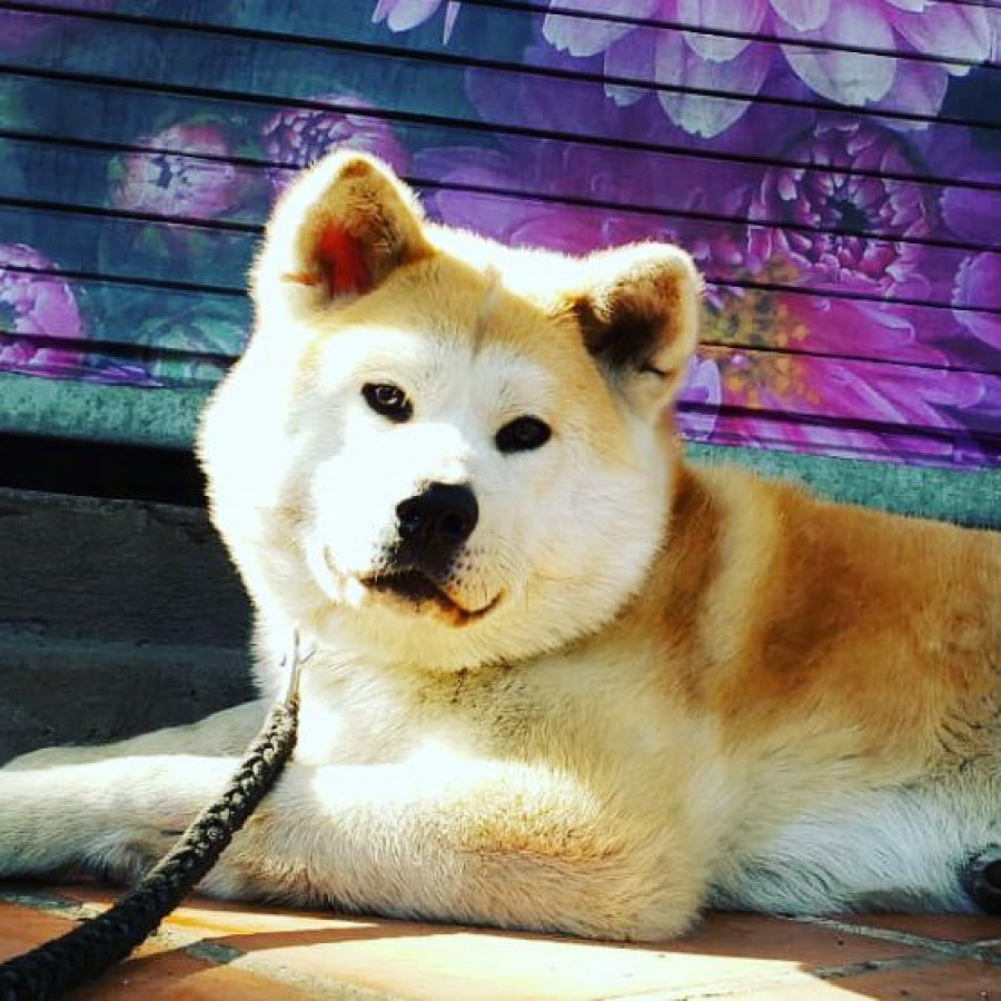 NALA | Raza Akita Inú o Akita Japonés | Final Feliz