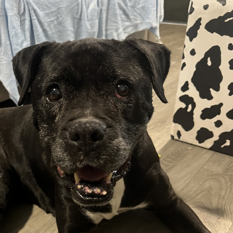  | Raza Mestiza,  cruza de American Pitbull Terrier Con Bóxer | Encontrada