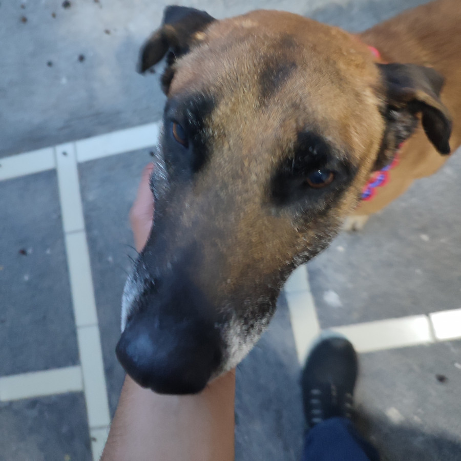  | Raza Mestizo, cruza de Pastor Belga Malinois | Final Feliz