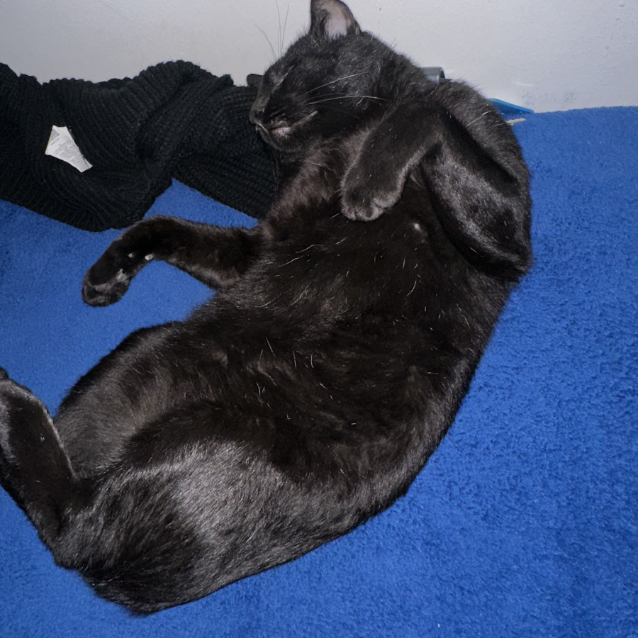 GATO | Raza Bombay | Perdido