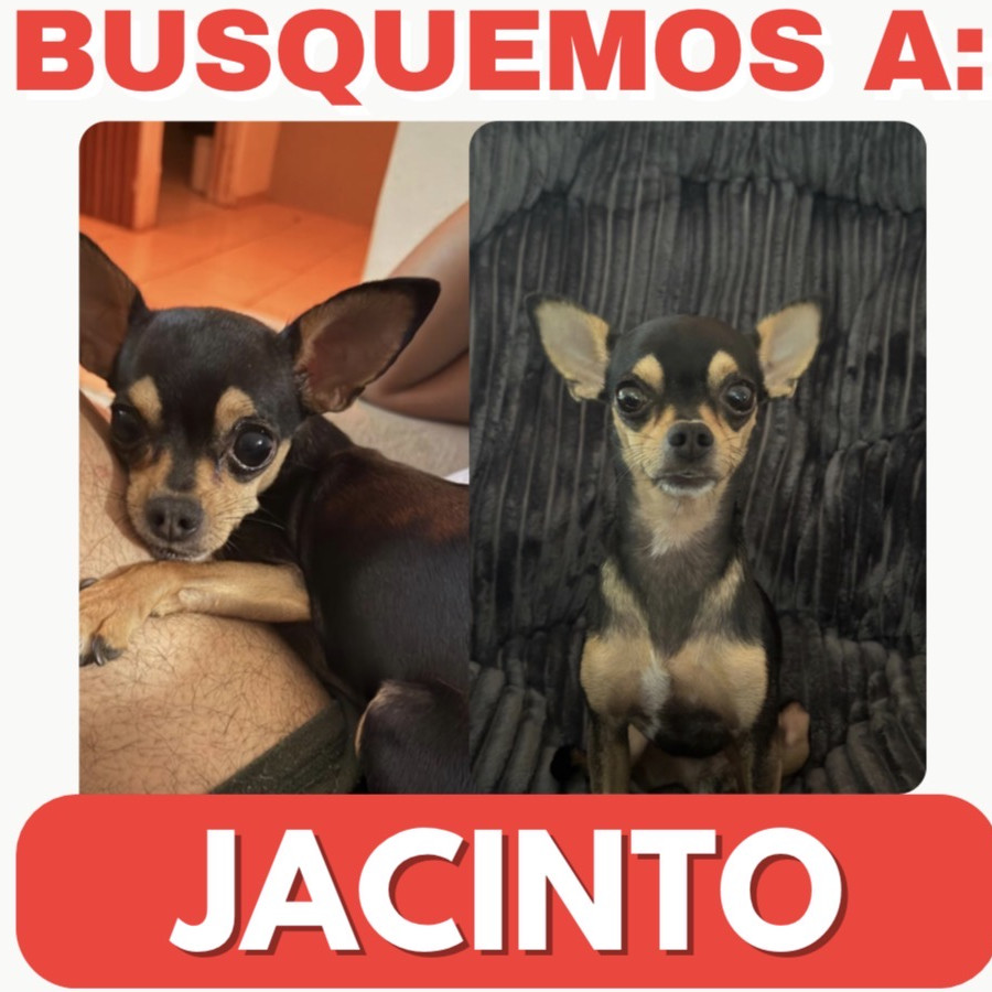 JACINTO | Raza Chihuahua | Perdido