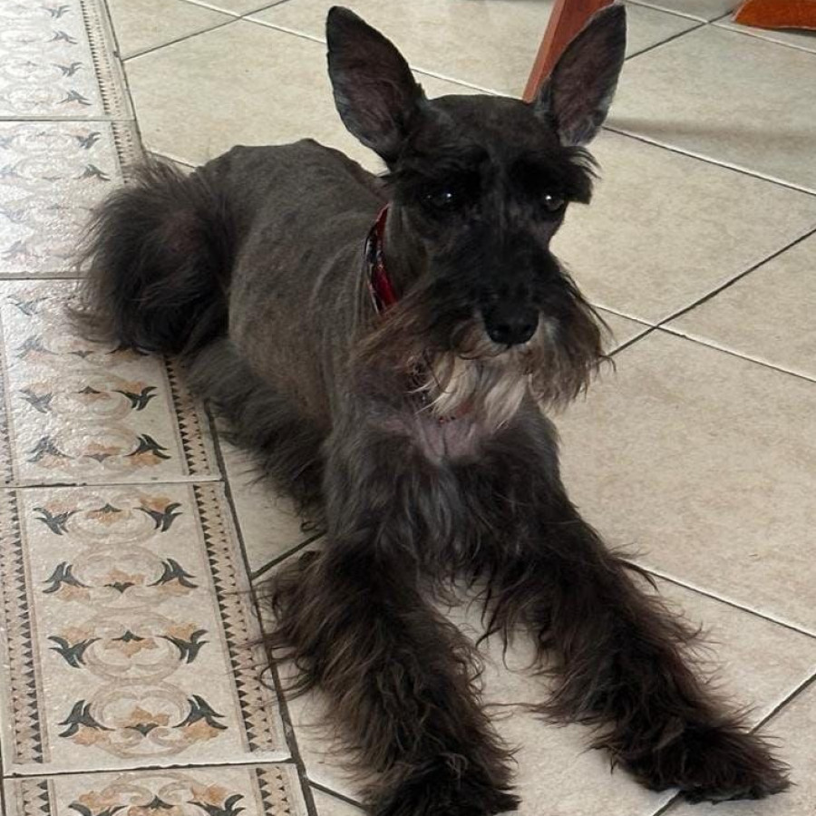 SLINKY | Raza Schnauzer | Final Feliz