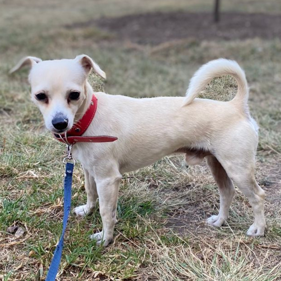 NACHITO | Raza Chihuahua | Perdido