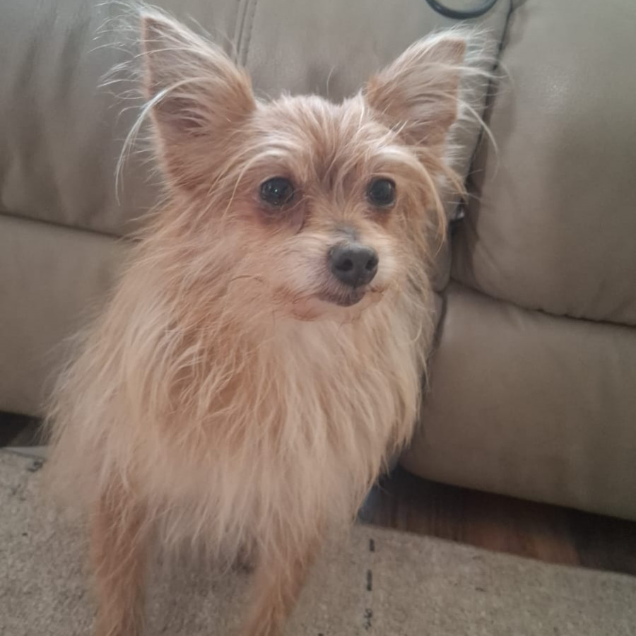  | Raza Yorkshire Terrier (Yorkie) | Final Feliz