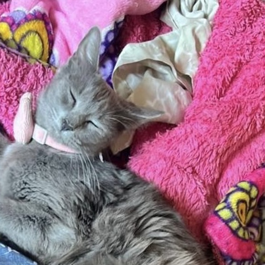 MICHA | Raza Nebelung O Nibelungo | Perdida