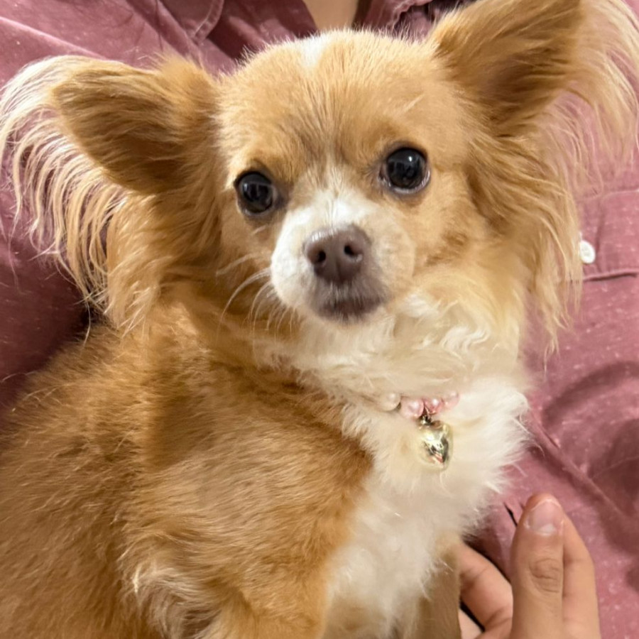 MINNI | Raza Chihuahua de pelo largo | Perdida