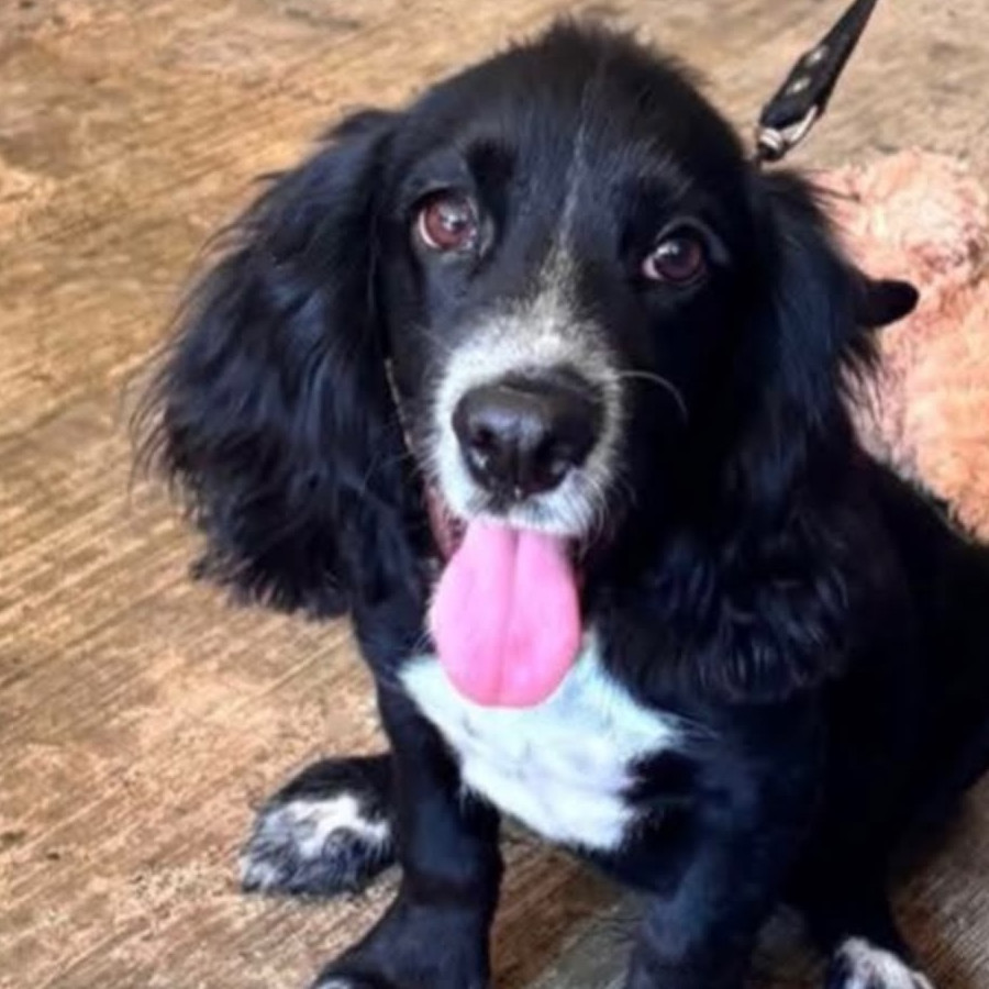 CHESTER | Raza Cocker Spaniel | Perdido