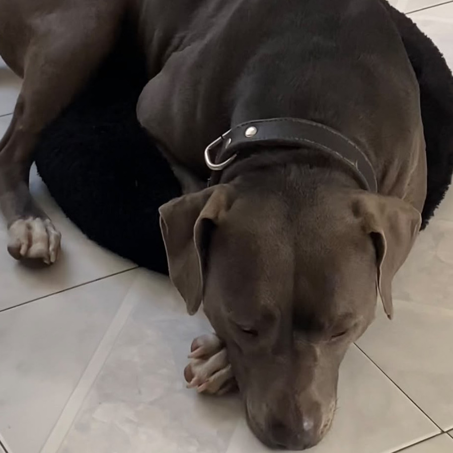 DAISY | Raza American Pitbull Terrier | Final Feliz