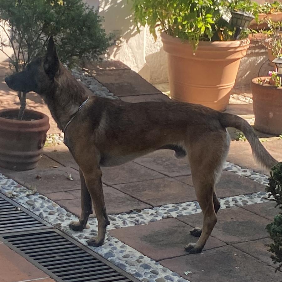  | Raza Pastor Belga Maliniois | Encontrado