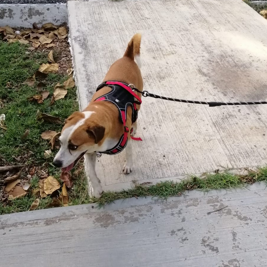 ROCKY | Raza Mestizo, cruza de Beagle | Perdido