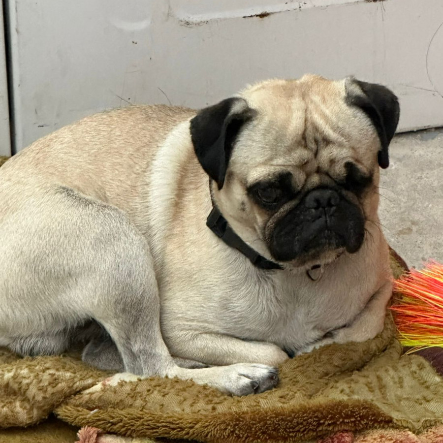 SPIKE | Raza Pug o Carlin | Perdido