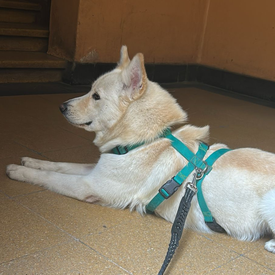  | Raza Mestizo, cruza de Husky Siberiano | Encontrado