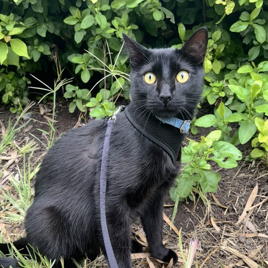 ANUBIS | Raza Bombay | Perdido