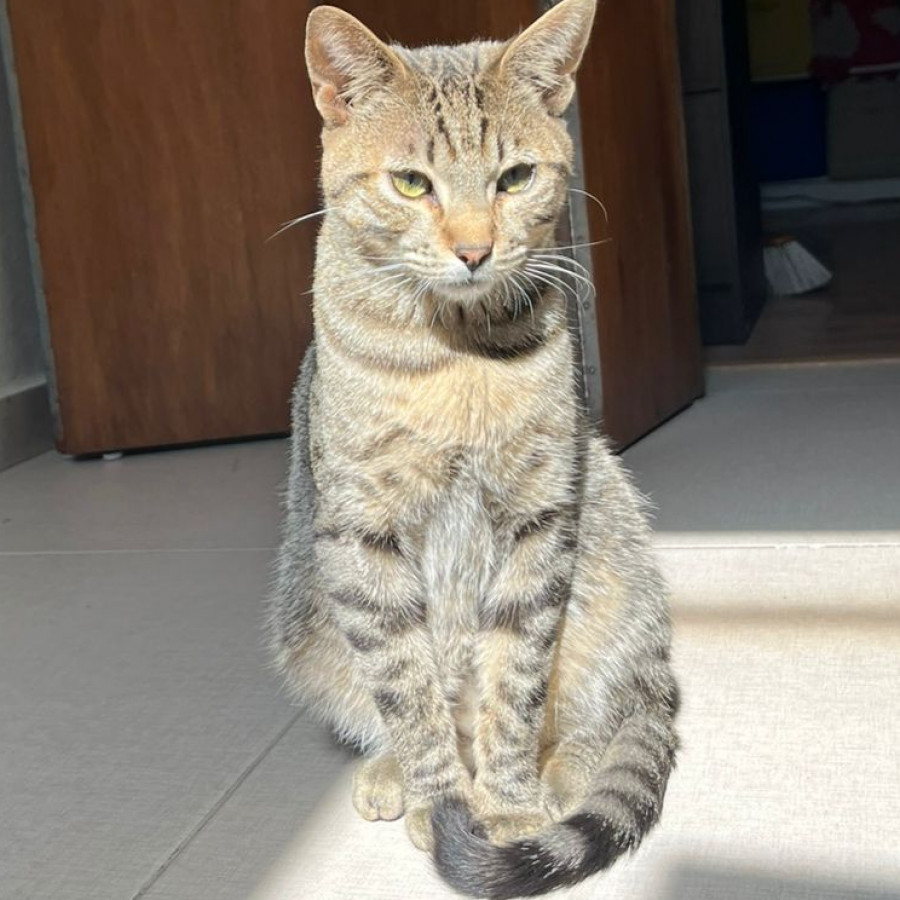 MILO | Raza Doméstico Américano de Pelo Corto | Perdido