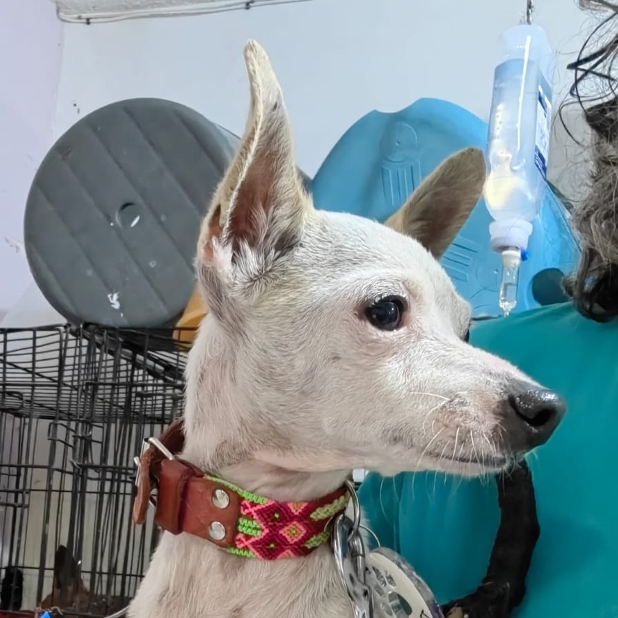 PAPI | Raza Chihuahua | Perdido