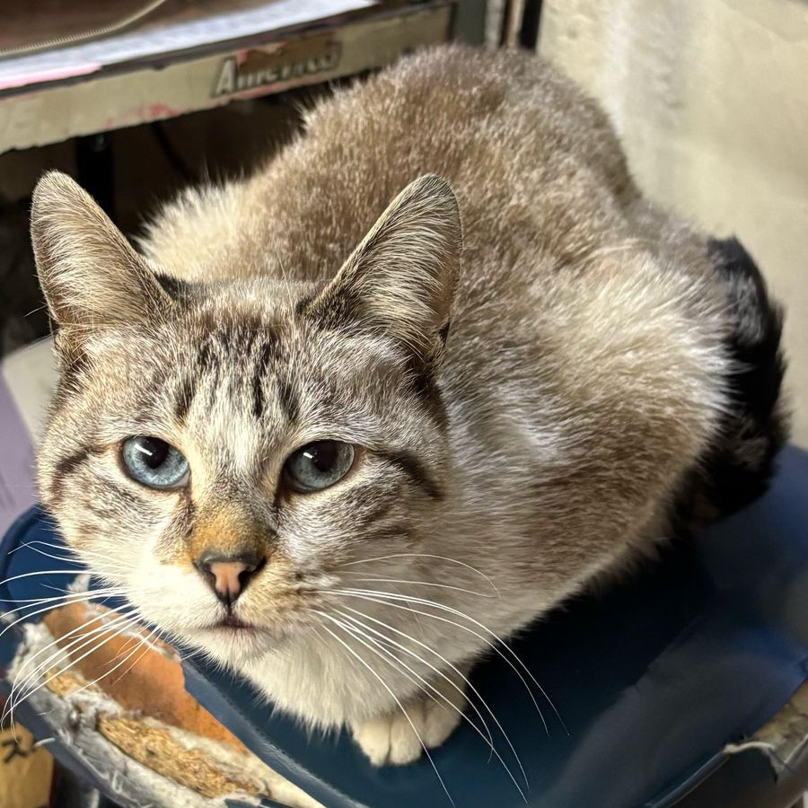 LUNA | Raza Aslan O Siamés Moderno, Punto Tabby | Perdida