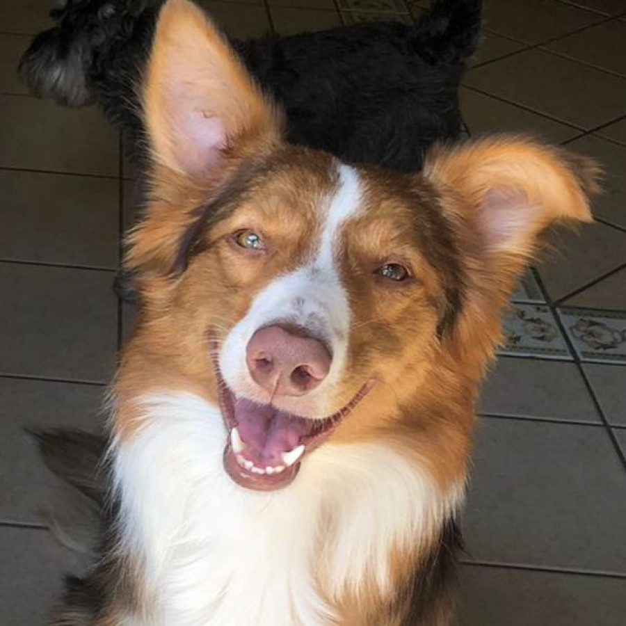 ALMENDRA | Raza Border Collie  | Perdida