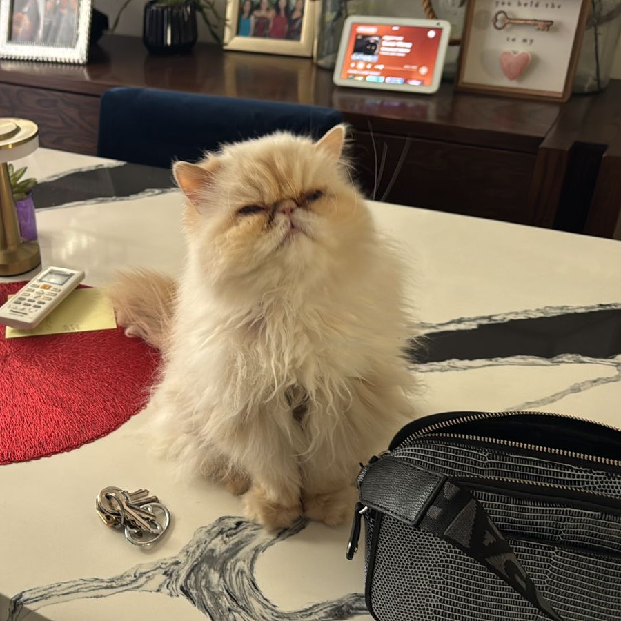 JUANITA | Raza Persa Punto Flama | Final Feliz