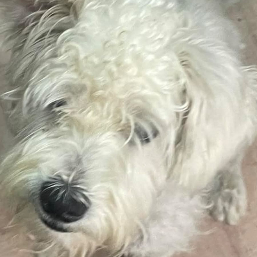 SIMÓN | Raza Schnauzer Miniatura  | En Adopción