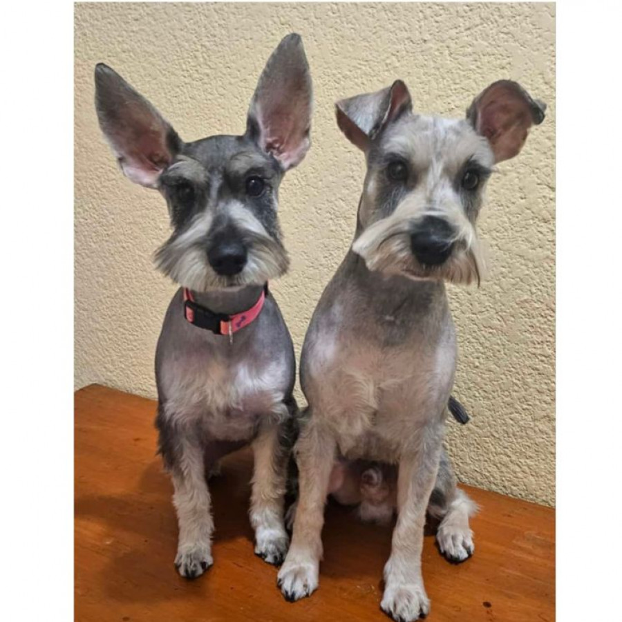 TAKI Y CARIN | Raza Schnauzer | Final Feliz