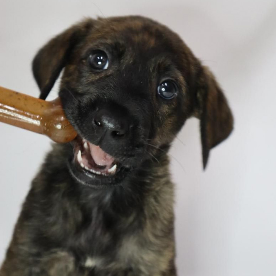 LUNA | Raza Mestiza, cruza de Pastor Belga Malinois | Final Feliz