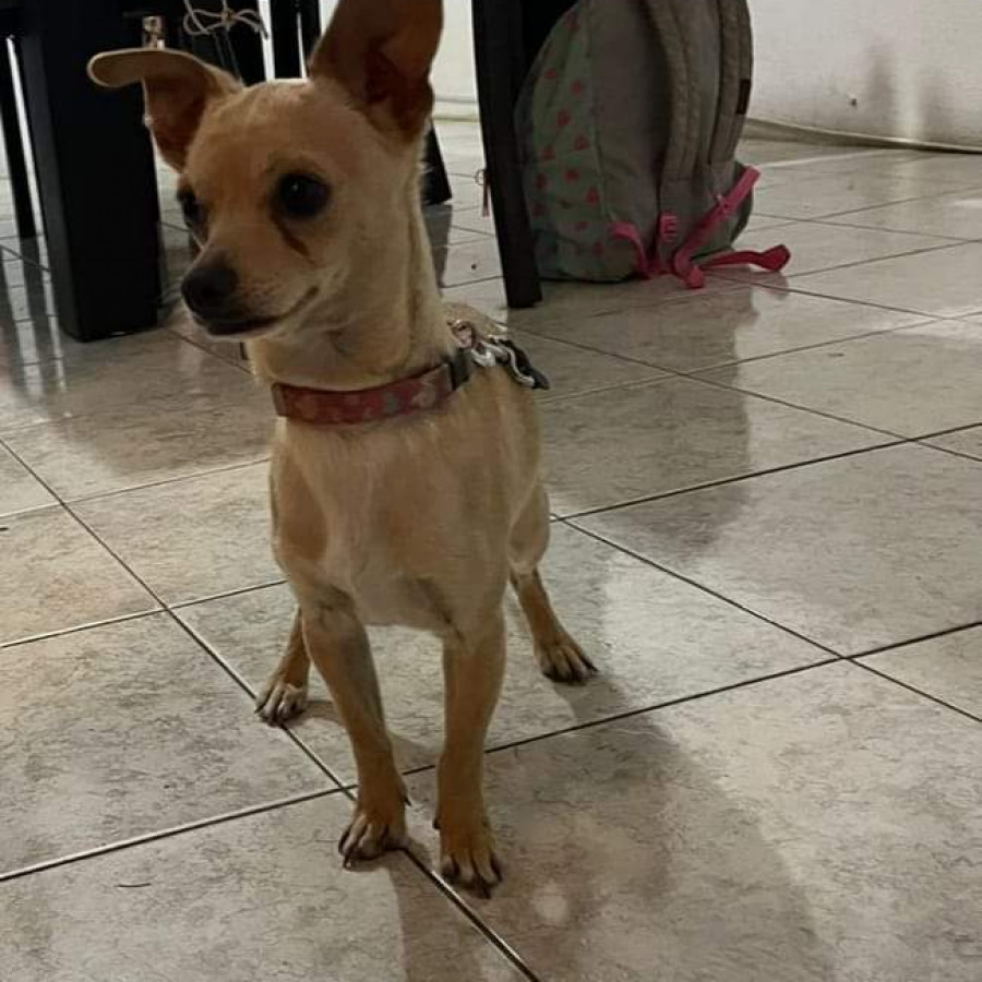 CHOCOMILO | Raza Chihuahua | Perdido