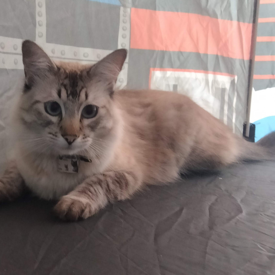 HARRY | Raza Balinés punto tabby | Final Feliz