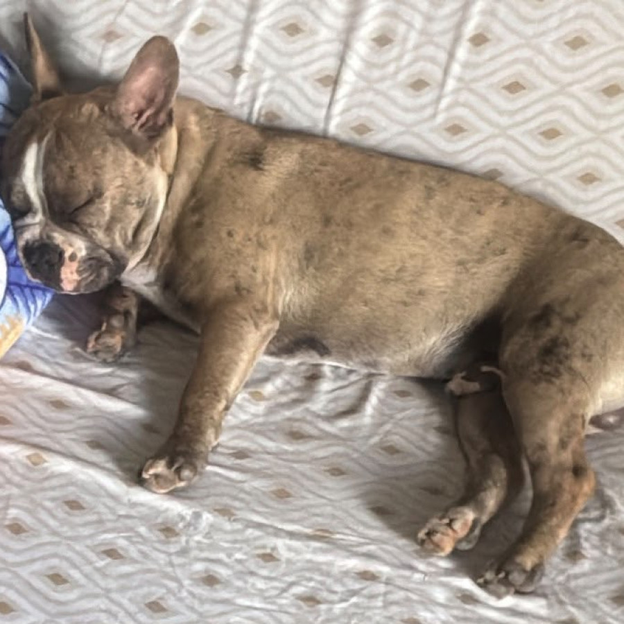 BENITO | Raza Bulldog Francés  | Perdido