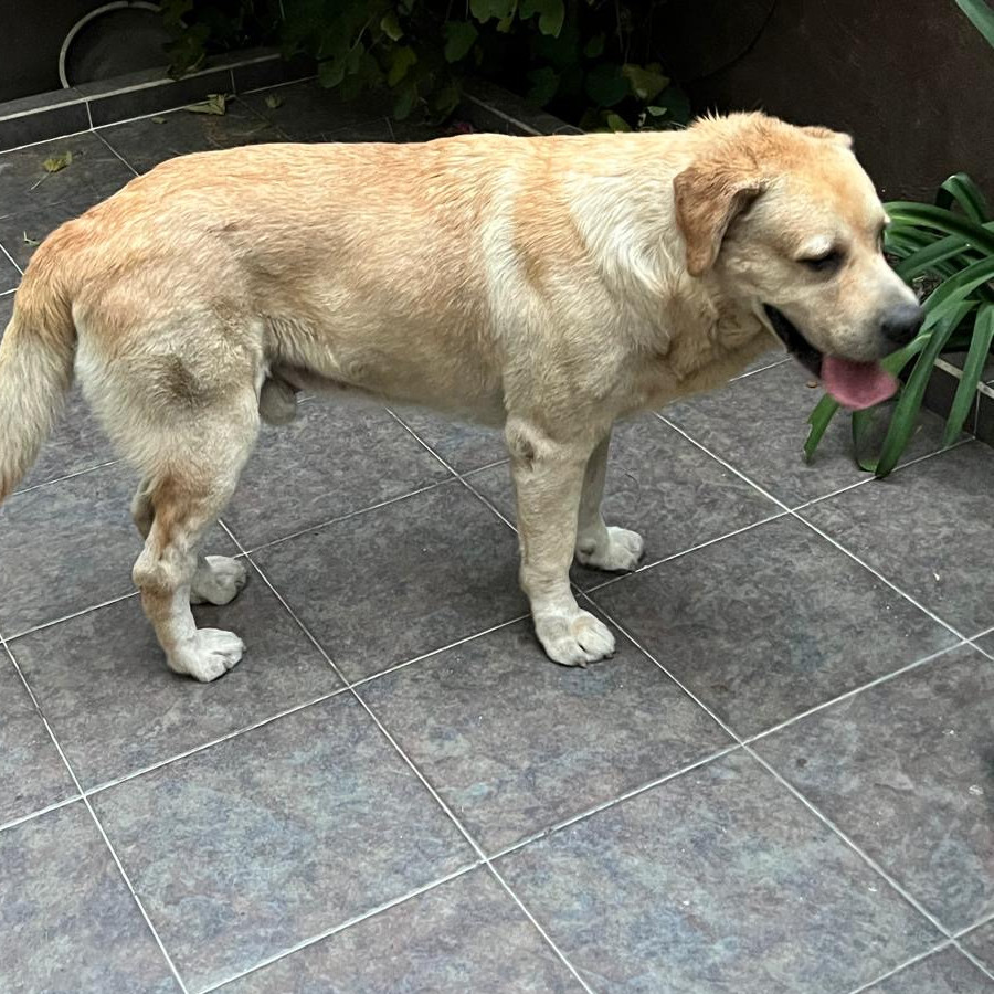  | Raza Labrador  | Final Feliz