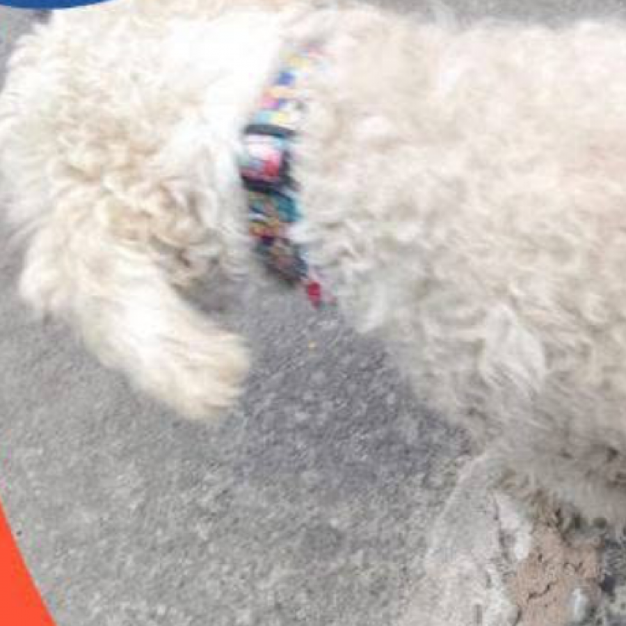 POLO | Raza Mestizo, cruza de French Poodle con Schnauzer,  (Schnoodle) | Perdido