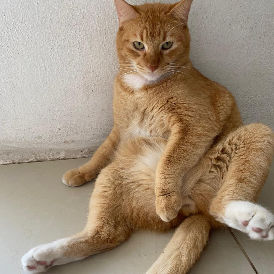 OMALI | Raza Doméstico Américano de Pelo Corto | Perdido