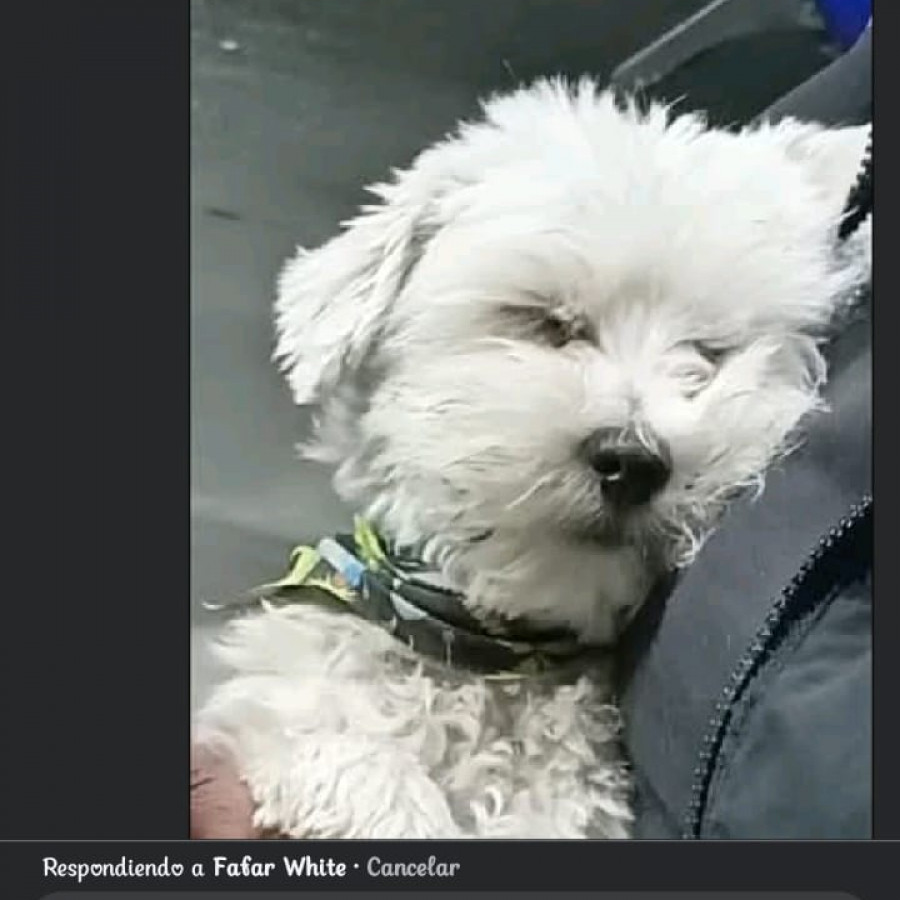 EEVEE | Raza French Poodle o Caniche | Perdido