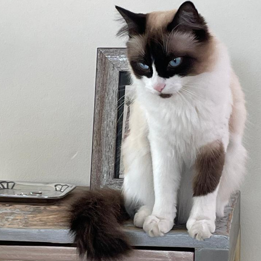 PELOS | Raza Ragdoll | Perdida