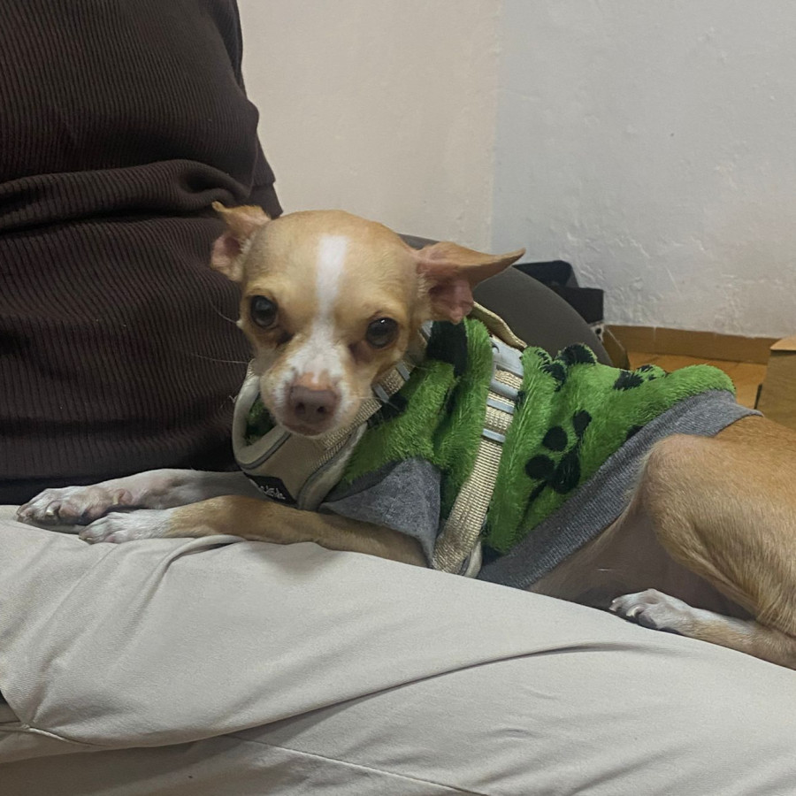 ZEUS | Raza Chihuahua | Perdido