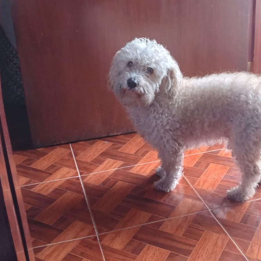 DIEGO | Raza French Poodle o Caniche | Perdido