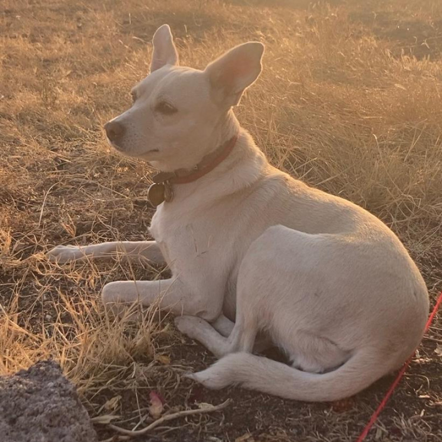 MAYONESA | Raza Mestiza, cruza de Chihuahua | Final Feliz