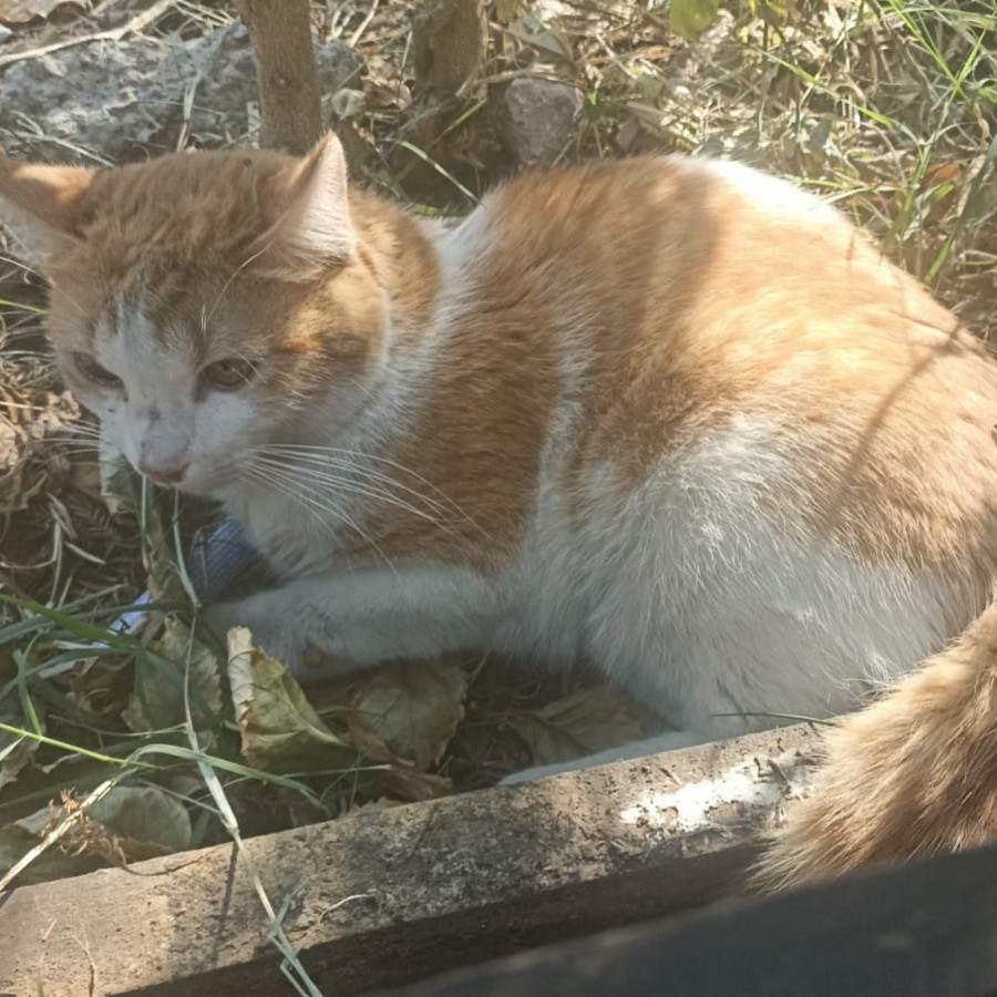  | Raza Doméstico Américano de Pelo Corto | Encontrado