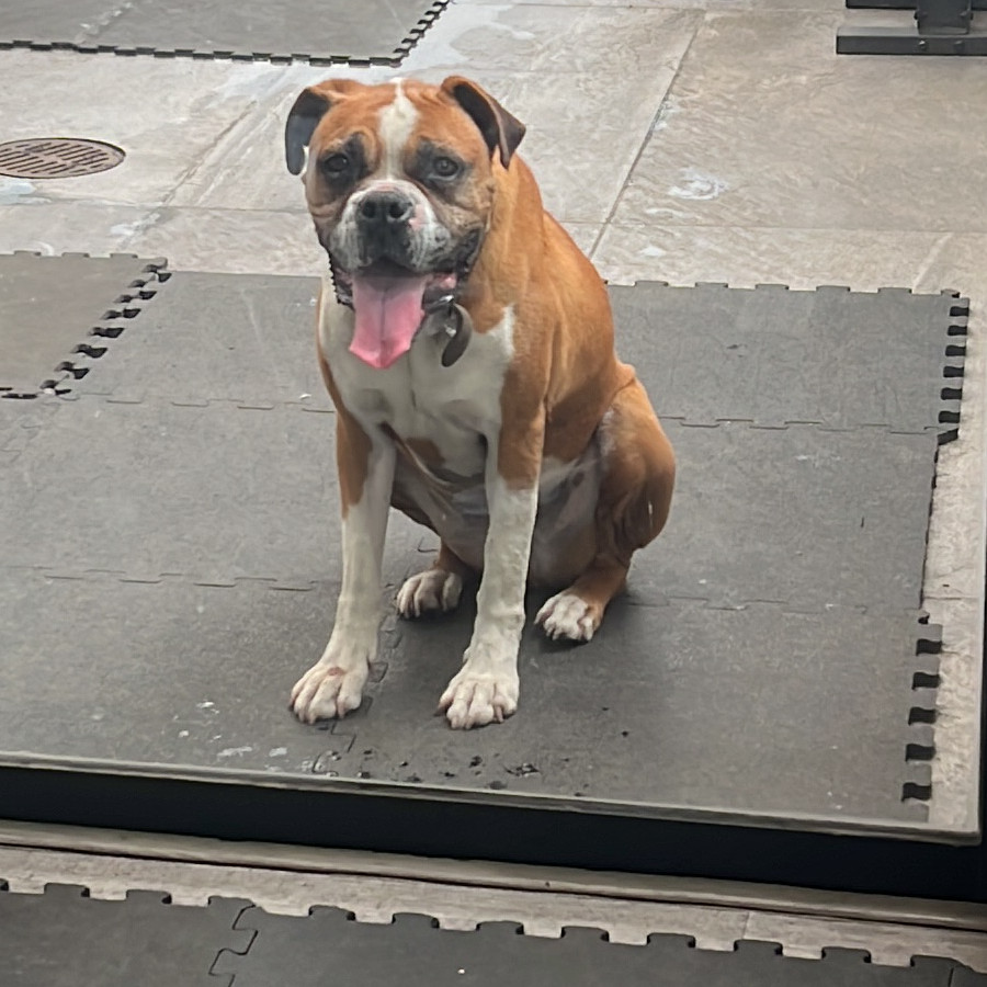  | Raza Mestiza, cruza de Bóxer con American Pitbull Terrier | Final Feliz