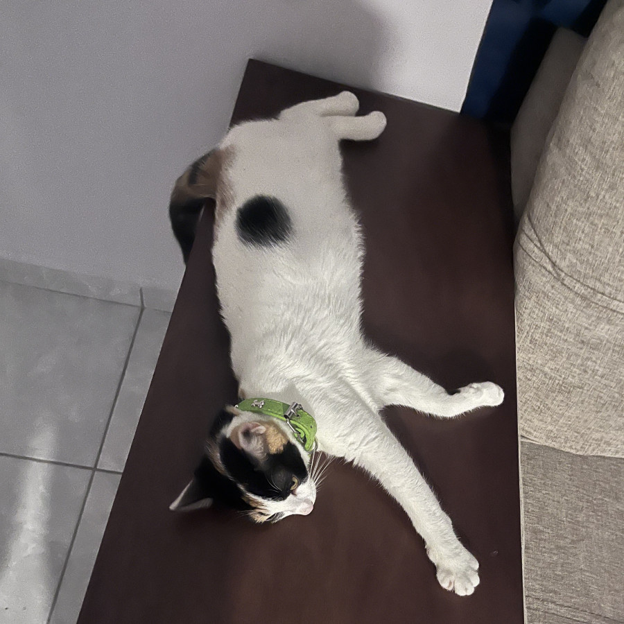 NALA | Raza Calicó de pelo corto | Final Feliz