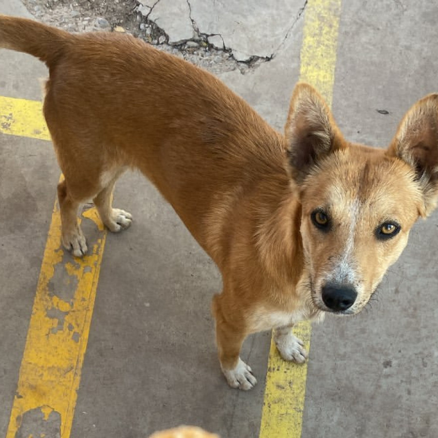 ZORRITO | Raza Mestizo | Perdido