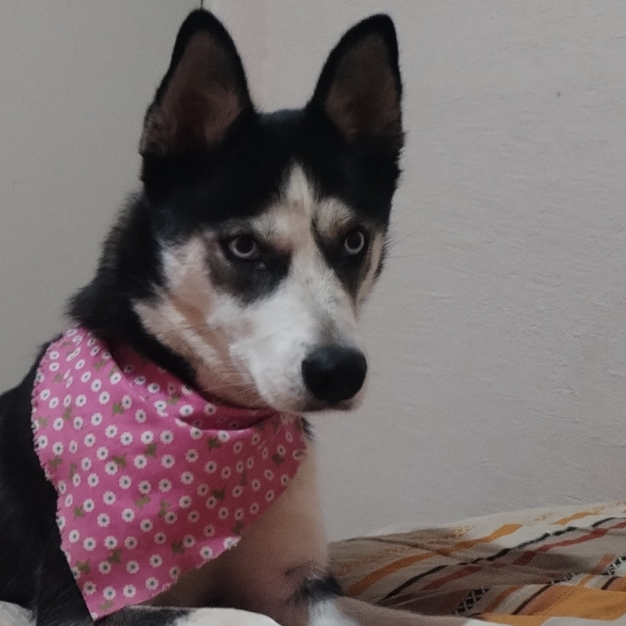 TSUKI | Raza Husky Siberiano | Perdida