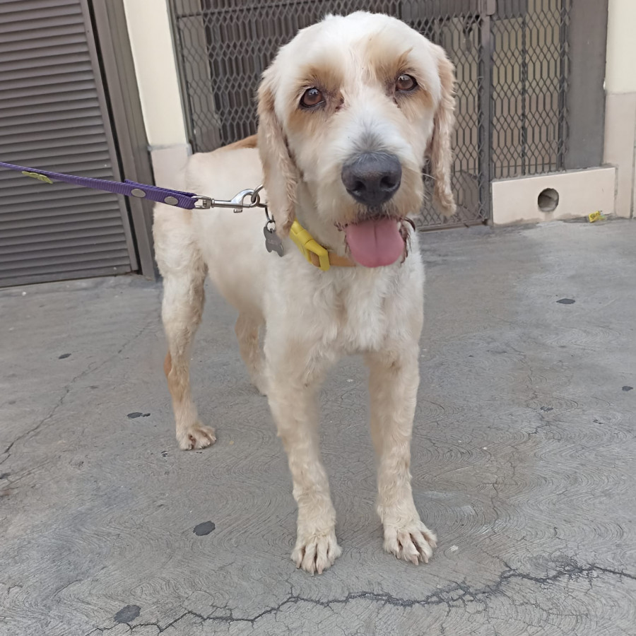  | Raza Mestizo, cruza de Cocker | Encontrado