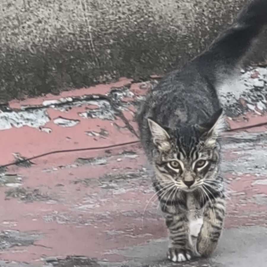 MAXIMUS | Raza Doméstico Americano de pelo semilargo | Perdido