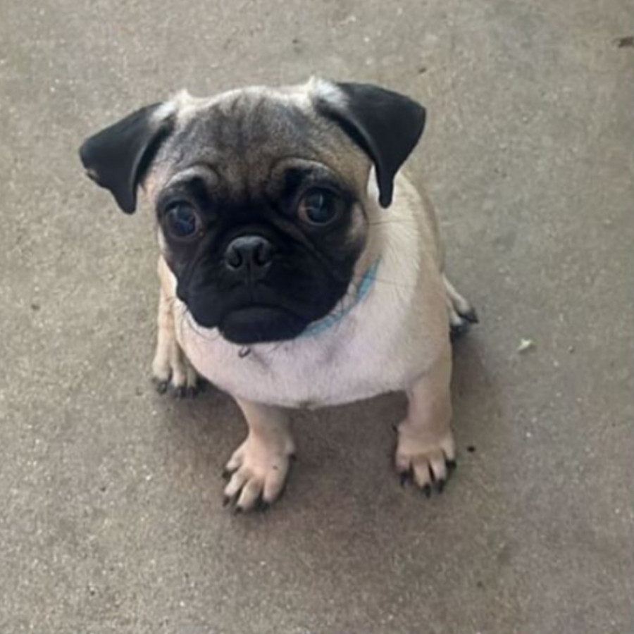 JUNIOR | Raza Pug o Carlin | Perdido