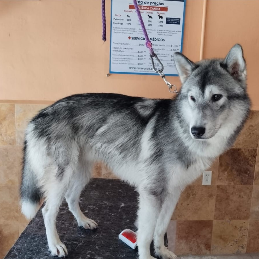  | Raza Husky Siberiano | Encontrado